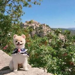 娱乐吃瓜酱寺庙里的小狗,见证信仰与生命的温馨瞬间